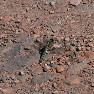 Orthetrum cancellatum (Libellulidae)  - Orthétrum réticulé - Black-tailed Skimmer Nord [France] 02/06/2011 - 30m