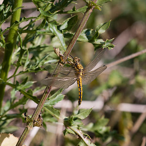 Orthetrum cancellatum (Libellulidae)  - Orthétrum réticulé - Black-tailed Skimmer Nord [France] 02/06/2011 - 40m