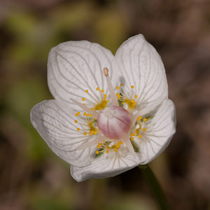 Parnassia palustris (Celastraceae)  - Parnassie des marais, Hépatique blanche - Grass-of-Parnassus Nord [France] 11/06/2011 - 10m