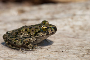 Pelodytes punctatus (Pelodytidae)  - Pélodyte ponctué - Parsley Frog Pas-de-Calais [France] 04/06/2011 - 20m