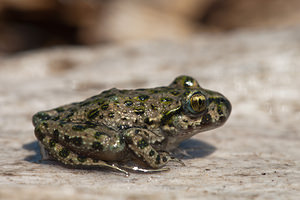 Pelodytes punctatus (Pelodytidae)  - Pélodyte ponctué - Parsley Frog Pas-de-Calais [France] 04/06/2011 - 20m