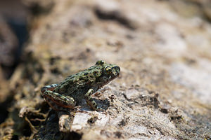 Pelodytes punctatus (Pelodytidae)  - Pélodyte ponctué - Parsley Frog Pas-de-Calais [France] 04/06/2011 - 20m