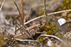 Platycleis albopunctata (Tettigoniidae)  - Decticelle grisâtre, Dectique gris - Grey Bush Cricket Nord [France] 11/06/2011 - 10m