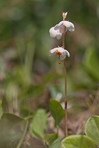 Pyrola rotundifolia subsp. maritima (Ericaceae)  - Pyrole des dunes Nord [France] 03/06/2011 - 10m