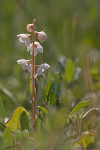 Pyrola rotundifolia subsp. maritima (Ericaceae)  - Pyrole des dunes Nord [France] 03/06/2011 - 10m