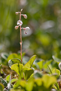 Pyrola rotundifolia subsp. maritima (Ericaceae)  - Pyrole des dunes Nord [France] 11/06/2011 - 10m