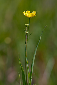 Ranunculus lingua (Ranunculaceae)  - Renoncule langue, Grande douve - Greater Spearwort Pas-de-Calais [France] 04/06/2011 - 20m