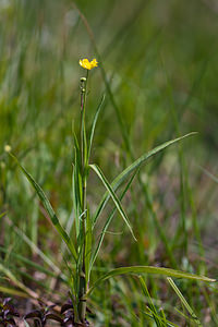 Ranunculus lingua (Ranunculaceae)  - Renoncule langue, Grande douve - Greater Spearwort Pas-de-Calais [France] 04/06/2011 - 20m