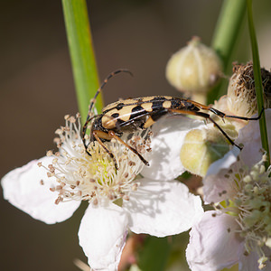 Rutpela maculata (Cerambycidae)  - Lepture tachetée, Lepture cycliste Nord [France] 02/06/2011 - 40m