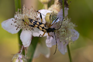 Rutpela maculata (Cerambycidae)  - Lepture tachetée, Lepture cycliste Nord [France] 02/06/2011 - 40m