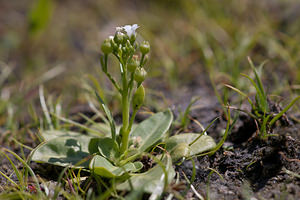 Samolus valerandi (Primulaceae)  - Samole de Valérand, Mouron d'eau - Brookweed Nord [France] 02/06/2011 - 20m