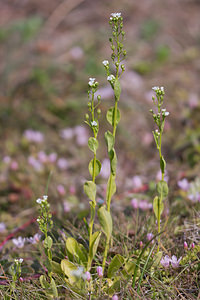 Samolus valerandi (Primulaceae)  - Samole de Valérand, Mouron d'eau - Brookweed Pas-de-Calais [France] 04/06/2011 - 20m