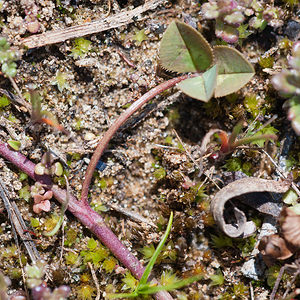 Trifolium repens (Fabaceae)  - Trèfle rampant, Trèfle blanc, Trèfle de Hollande - White Clover Nord [France] 03/06/2011 - 10m