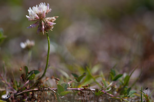 Trifolium repens (Fabaceae)  - Trèfle rampant, Trèfle blanc, Trèfle de Hollande - White Clover Nord [France] 03/06/2011 - 10m