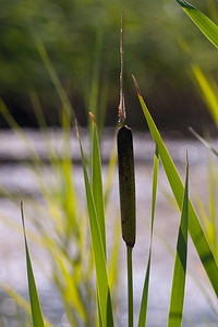 Typha latifolia (Typhaceae)  - Massette à feuilles larges, Massette à larges feuilles - Bulrush Nord [France] 02/06/2011 - 20m