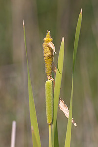 Typha latifolia (Typhaceae)  - Massette à feuilles larges, Massette à larges feuilles - Bulrush Nord [France] 03/06/2011 - 10m