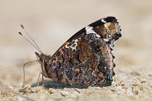 Vanessa atalanta (Nymphalidae)  - Vulcain, Amiral, Vanesse Vulcain, Chiffre, Atalante - Red Admiral Nord [France] 03/06/2011 - 10m