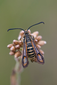 Bembecia ichneumoniformis (Sesiidae)  - Sésie ichneumon - Six-belted Clearwing Meuse [France] 30/07/2011 - 340m