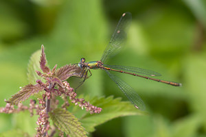 Chalcolestes viridis (Lestidae)  - Leste vert - Green Emerald Damselfly Ath [Belgique] 17/07/2011 - 20m