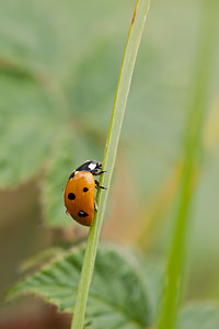 Coccinella septempunctata (Coccinellidae)  - Coccinelle à 7 points, Coccinelle, Bête à bon Dieu - Seven-spot Ladybird Ath [Belgique] 17/07/2011 - 20m