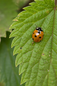 Coccinella septempunctata (Coccinellidae)  - Coccinelle à 7 points, Coccinelle, Bête à bon Dieu - Seven-spot Ladybird Ath [Belgique] 17/07/2011 - 20m