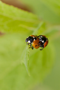 Coccinella septempunctata (Coccinellidae)  - Coccinelle à 7 points, Coccinelle, Bête à bon Dieu - Seven-spot Ladybird Ath [Belgique] 17/07/2011 - 20m