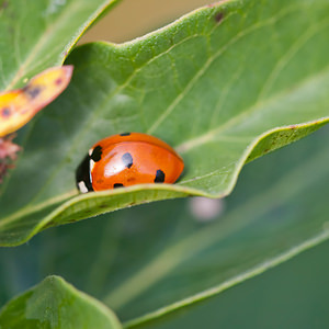 Coccinella septempunctata (Coccinellidae)  - Coccinelle à 7 points, Coccinelle, Bête à bon Dieu - Seven-spot Ladybird Meuse [France] 30/07/2011 - 330m