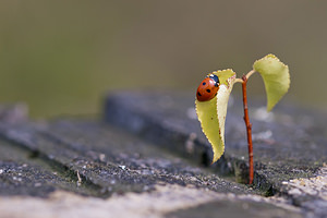 Coccinella septempunctata (Coccinellidae)  - Coccinelle à 7 points, Coccinelle, Bête à bon Dieu - Seven-spot Ladybird Meuse [France] 30/07/2011 - 330m