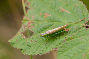 Conocephalus fuscus (Tettigoniidae)  - Conocéphale bigarré, Xiphidion Brun - Long-winged Conehead Ath [Belgique] 17/07/2011 - 20m