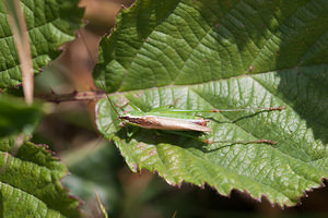 Conocephalus fuscus (Tettigoniidae)  - Conocéphale bigarré, Xiphidion Brun - Long-winged Conehead Ath [Belgique] 17/07/2011 - 20m