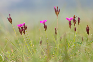 Dianthus carthusianorum (Caryophyllaceae)  - oeillet des Chartreux - Carthusian Pink Vosges [France] 31/07/2011 - 370m