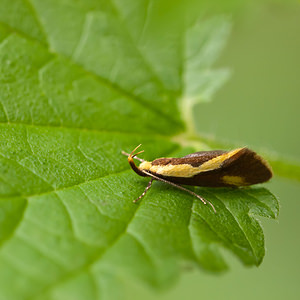 Harpella forficella (Oecophoridae)  Ath [Belgique] 17/07/2011 - 20m