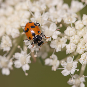 Hippodamia variegata (Coccinellidae)  - Coccinelle des friches - Adonis' Ladybird Meuse [France] 30/07/2011 - 340m