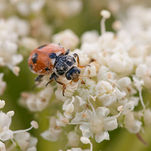 Hippodamia variegata (Coccinellidae)  - Coccinelle des friches - Adonis' Ladybird Meuse [France] 30/07/2011 - 340m