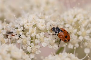 Hippodamia variegata (Coccinellidae)  - Coccinelle des friches - Adonis' Ladybird Meuse [France] 30/07/2011 - 340m