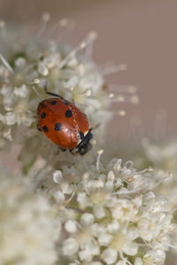 Hippodamia variegata (Coccinellidae)  - Coccinelle des friches - Adonis' Ladybird Meuse [France] 30/07/2011 - 340m