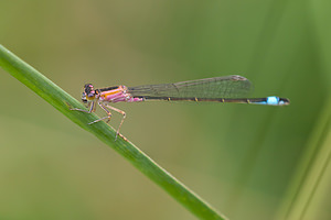 Ischnura elegans (Coenagrionidae)  - Agrion élégant - Blue-tailed Damselfly Ath [Belgique] 17/07/2011 - 20mfemelle 