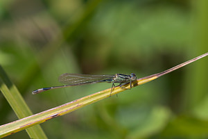 Ischnura elegans (Coenagrionidae)  - Agrion élégant - Blue-tailed Damselfly Ath [Belgique] 17/07/2011 - 20m