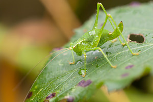 Leptophyes punctatissima (Tettigoniidae)  - Leptophye ponctuée, Sauterelle ponctuée, Barbitiste trèsponctué - Speckled Bush Cricket Ath [Belgique] 17/07/2011 - 20m