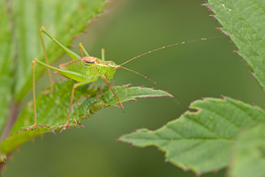 Leptophyes punctatissima (Tettigoniidae)  - Leptophye ponctuée, Sauterelle ponctuée, Barbitiste trèsponctué - Speckled Bush Cricket Ath [Belgique] 17/07/2011 - 20m