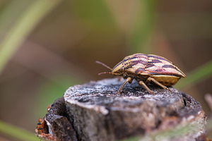 Odontotarsus purpureolineatus (Scutelleridae)  Meuse [France] 30/07/2011 - 340m