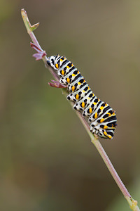 Papilio machaon (Papilionidae)  - Machaon, Grand Porte-Queue Meuse [France] 30/07/2011 - 340m