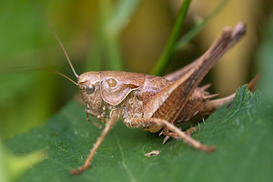 Pholidoptera griseoaptera (Tettigoniidae)  - Decticelle cendrée, Ptérolèpe aptère - Dark Bush Cricket Ath [Belgique] 17/07/2011 - 20m