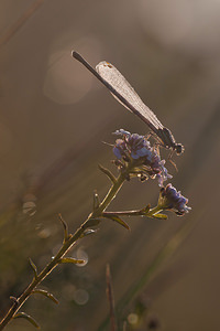 Platycnemis pennipes (Platycnemididae)  - Agrion à larges pattes, Pennipatte bleuâtre - White-legged Damselfly, Blue featherleg Meuse [France] 30/07/2011 - 340m