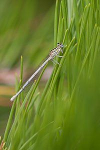 Platycnemis pennipes (Platycnemididae)  - Agrion à larges pattes, Pennipatte bleuâtre - White-legged Damselfly, Blue featherleg Meuse [France] 30/07/2011 - 340m