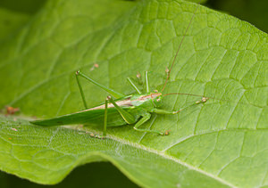 Tettigonia viridissima (Tettigoniidae)  - Grande Sauterelle verte, Sauterelle verte (des prés),  Tettigonie verte, Sauterelle à coutelas - Great Green Bush Cricket Ath [Belgique] 17/07/2011 - 20m