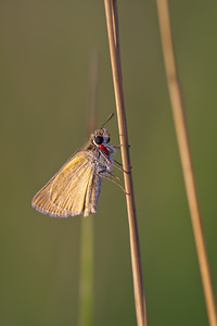 Thymelicus acteon (Hesperiidae)  - Hespérie du Chiendent, Hespérie Actéon, Actéon - Lulworth Skipper Vosges [France] 31/07/2011 - 370m