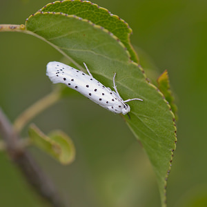 Yponomeuta cagnagella (Yponomeutidae)  - Spindle Ermine Meuse [France] 30/07/2011 - 330m