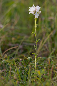 Campanula glomerata (Campanulaceae)  - Campanule agglomérée - Clustered Bellflower Meuse [France] 02/08/2011 - 290m