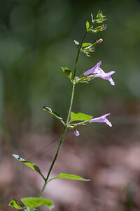 Clinopodium nepeta subsp. sylvaticum (Lamiaceae)  - Clinopode à feuilles de menthe, Calament à feuilles de menthe, Calament des bois, Sarriette des bois, Sarriette à feuilles de menthe - Wood Calamint Vosges [France] 02/08/2011 - 340m